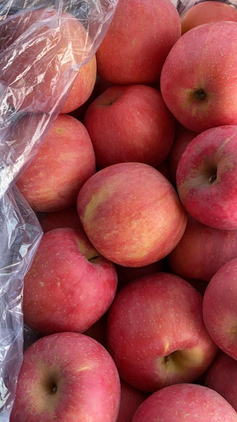 河北昌黎红富士苹果,70mm以上原产地大富士苹果半斤以上