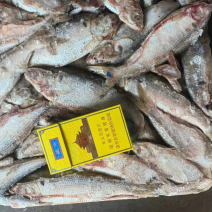 海鲫鱼