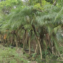 2302基地批发供应美丽针葵1.5-3米高袋苗刺葵盆