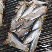 鲫鱼海鲫鱼雌鱼箱装20斤装今年新鱼
