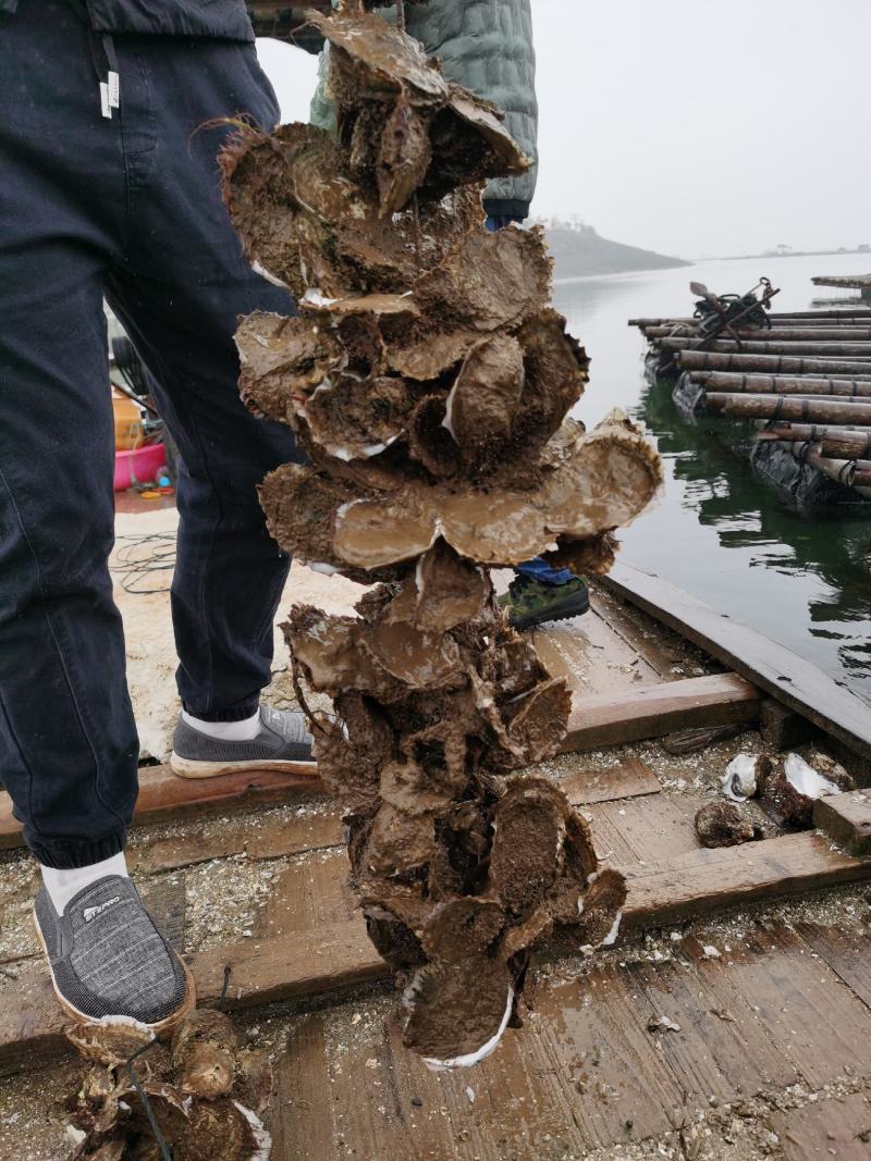 北海生蚝霞浦生蚝阳江生蚝生蚝大全生蚝供应分类点击查看更多生蚝行情