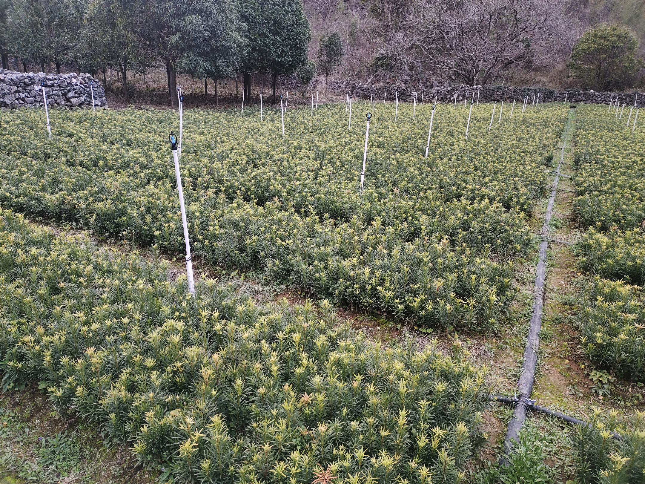 图中展示一位园艺技术人员在清晨使用喷淋系统为罗汉松浇水,土壤湿润但未积水,背景为阳光透过树冠的柔和光照 罗汉松夏季浇水操作示意图