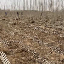 杨树苗107需要的联系我