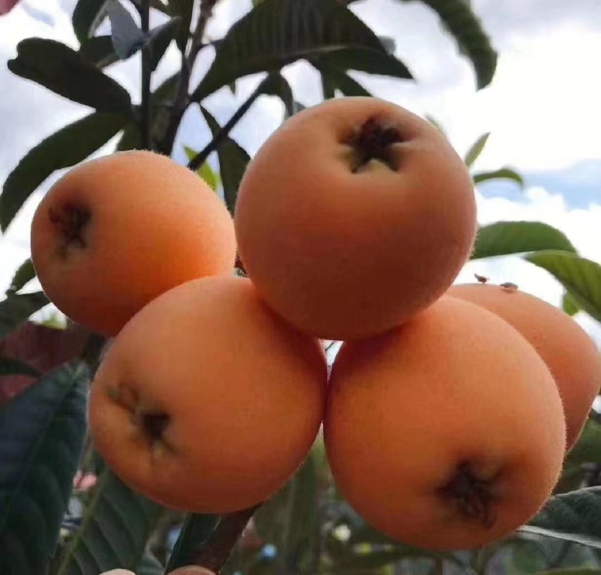 展示成熟的大五星枇杷果实,金黄色泽,果粒饱满 大五星枇杷果实特写