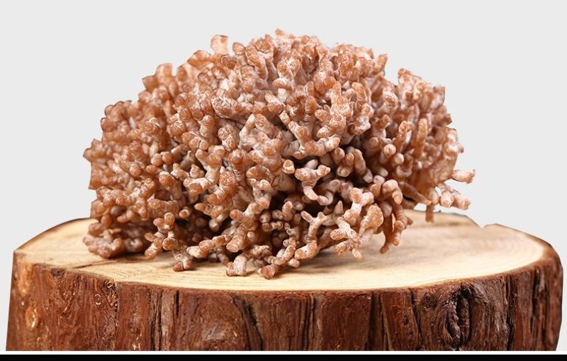 新鲜龙爪菌 老鼠爪