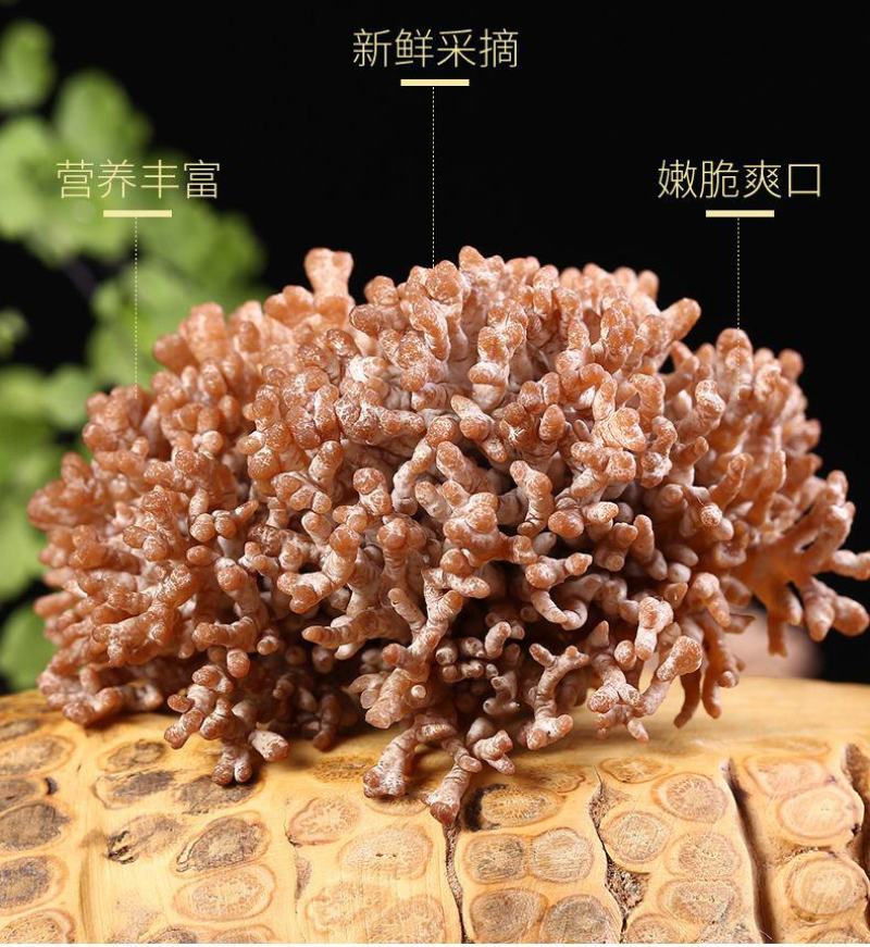 新鲜龙爪菌 老鼠爪