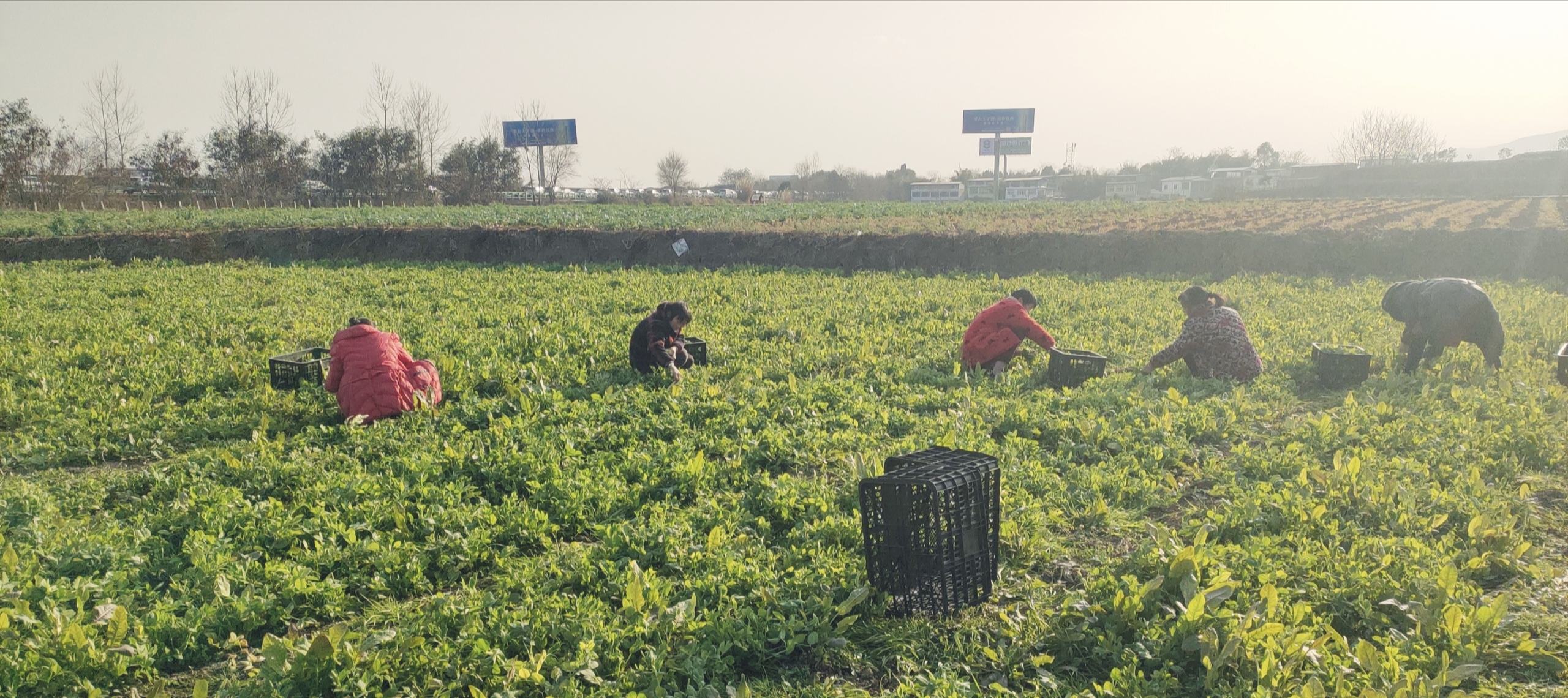 豌豆尖采收过程