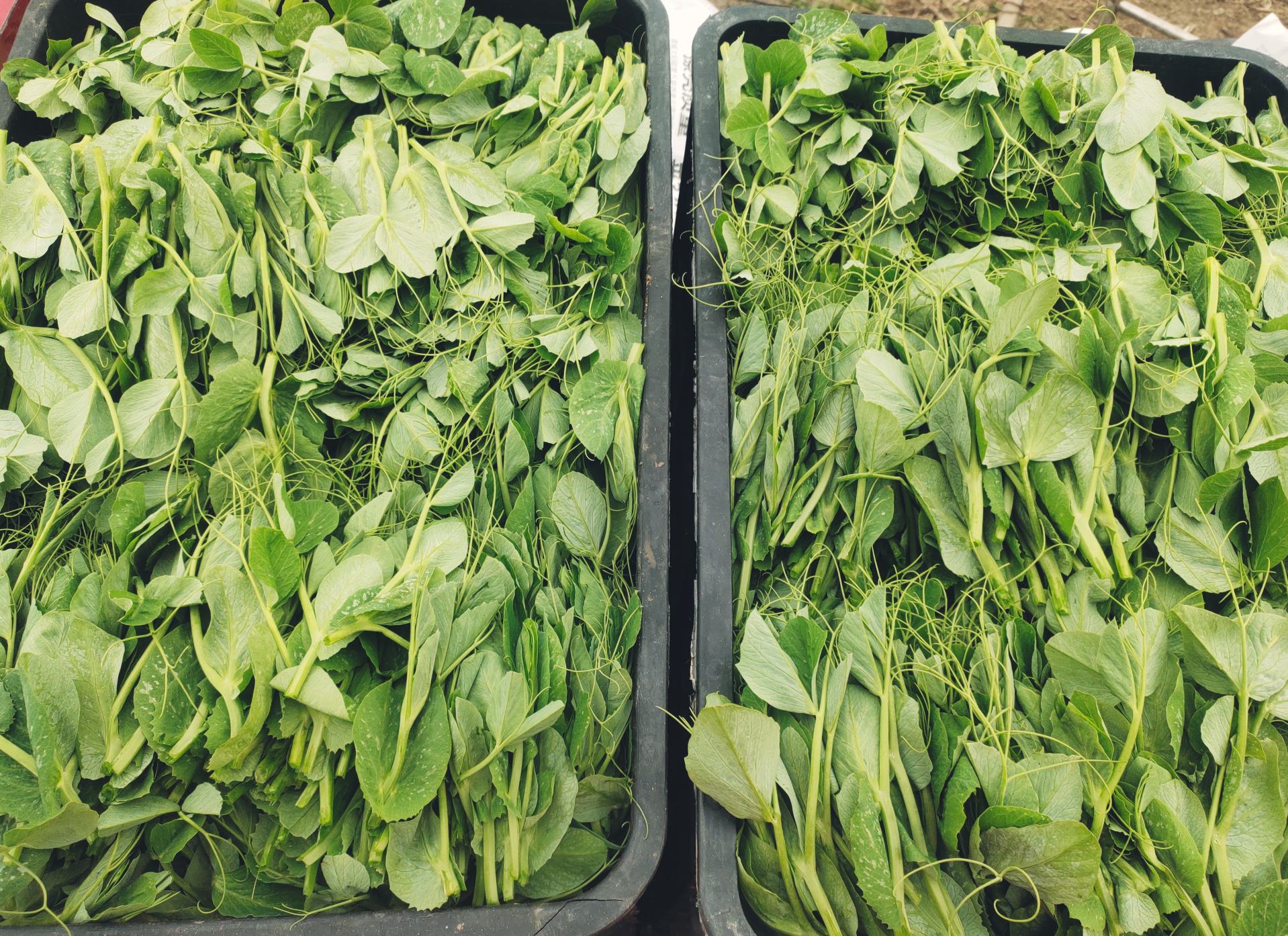豌豆苗在生鲜超市的陈列