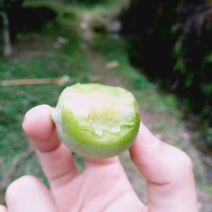 陆河青梅鲜果（暂未到采摘时间）新鲜生青梅泡酒酵素梅散装。