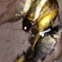 鱼