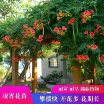 凌霄花苗爬藤植物老桩花卉盆栽中华美国凌霄庭院阳台绿化四季