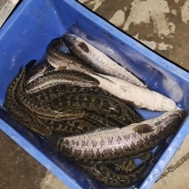 生鱼