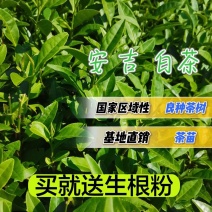 茶苗