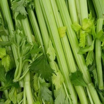 西芹，芹菜，福建蔬菜，福建西芹，叶菜，大量上市！