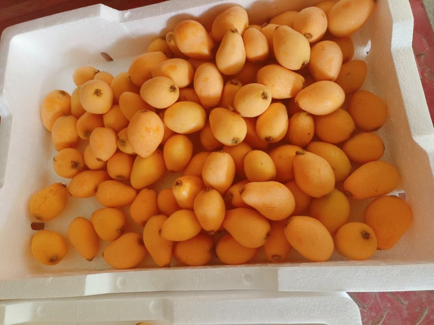 春见枇杷柑整果特写：单果饱满圆润，表皮橙红色泛蜡质光泽，表面油胞细密清晰可见，果蒂处略带青肩，果脐微凹