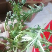 野生精品蒲公英