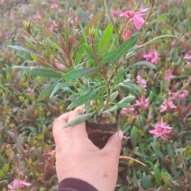 精品千鸟花大量上市，基地批发，诚信经营，欢迎各位老板选购