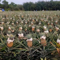 【湛江徐闻】现货大量凤梨，支持一件代发社区团购