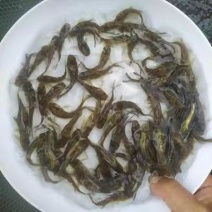 黄骨鱼苗