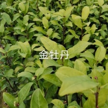 金牡丹良种基地培育直销量大从优福建苗乌龙茶红茶苗岩茶高香