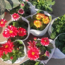 小丽花大丽花天竺牡丹品种齐全进口国产都有基地直
