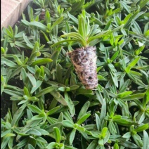 重瓣满天星小苗伊洛斯星空白庭院草本绿植种植易成好