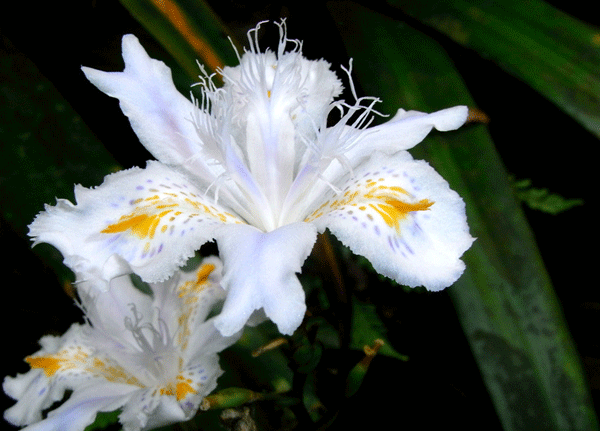 展示玛亚科布雏菊花朵的高清特写照片,突出其白色花瓣与黄色花心的对比美感 玛亚科布雏菊花朵特写