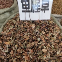 中药材鱼腥草新货颜色漂亮又香味浓支持视频看货代发