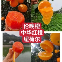 精品伦晚脐橙.长虹脐橙.中华红血橙.一手货源.电商二级