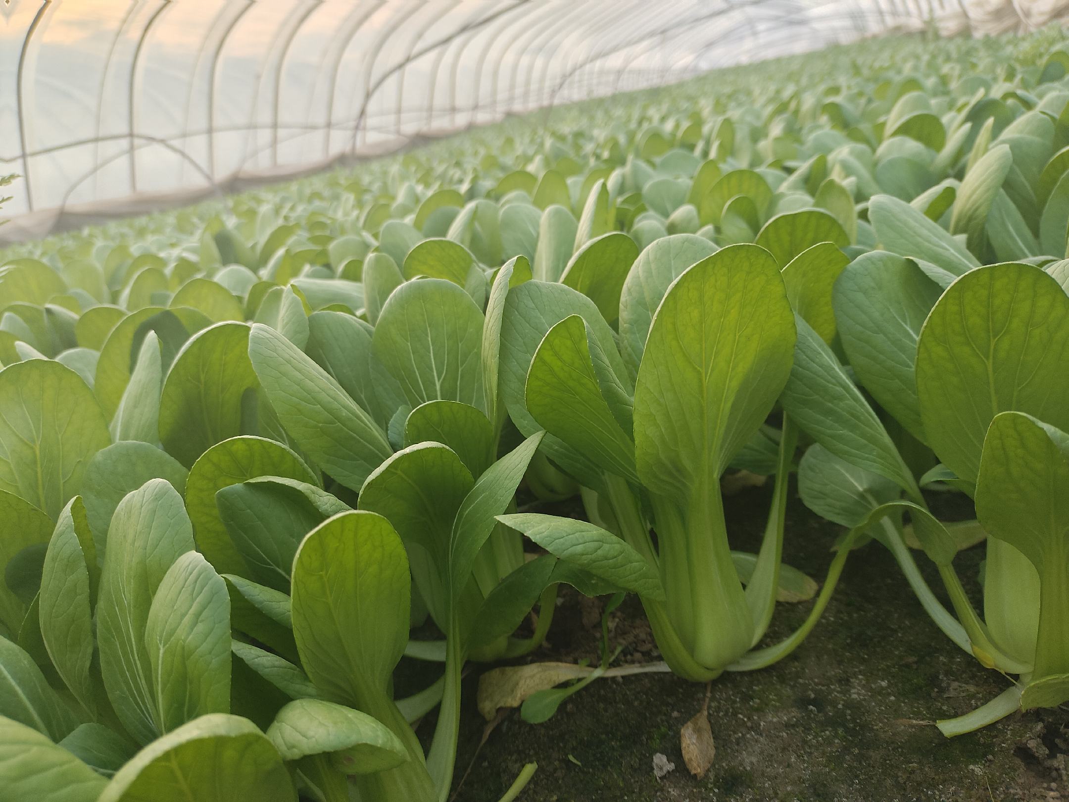 现代化温室中,蒿子杆在人工光照下健康生长,展示了科技农业的魅力 蒿子杆在温室中的生长环境