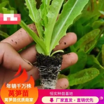 莴笋苗，专业育苗15年，诚信交易，量大从优！