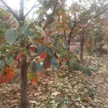 柿树原产地基地品种纯正长期供应