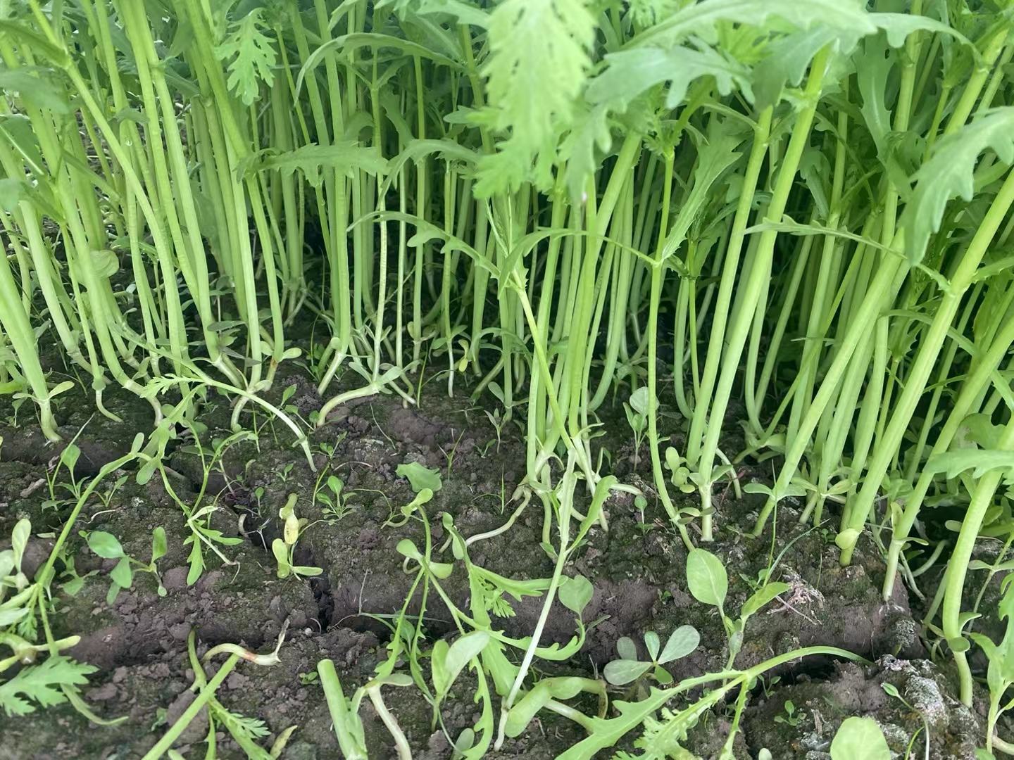 一片绿色的蒿菜田,整齐排列在阳光下,农民正在田间劳作 蒿菜田间种植