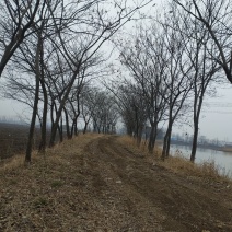 合欢树，