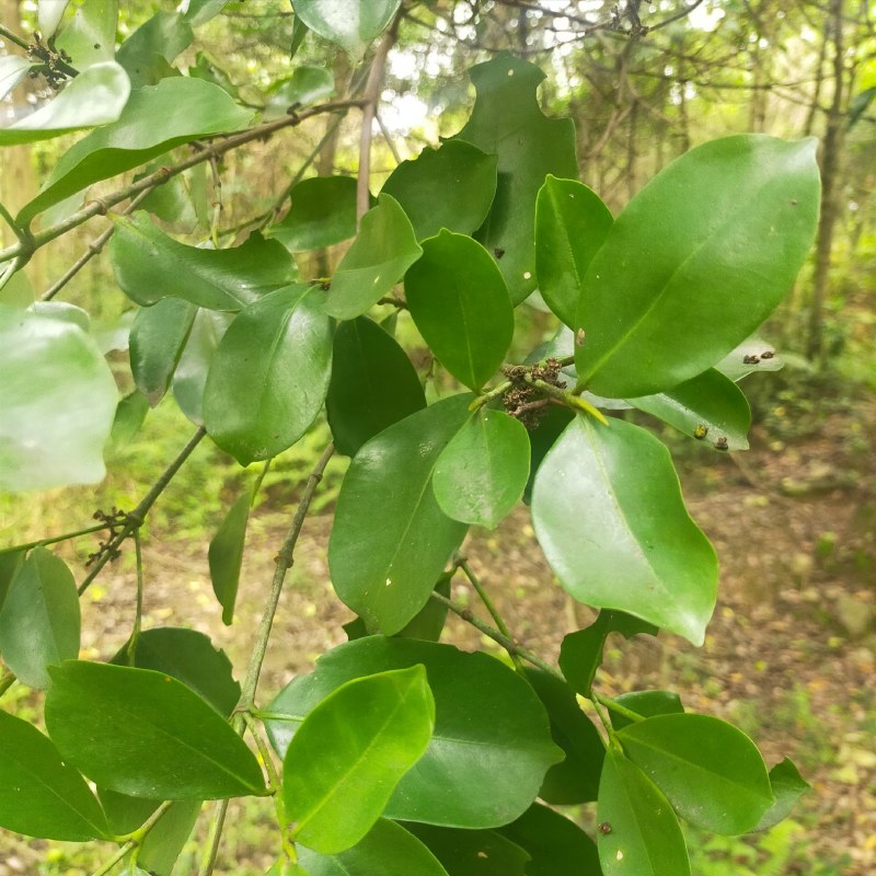 园林风景树鹅肾树