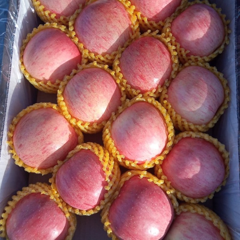 辽宁大连东北红富士苹果精品8090