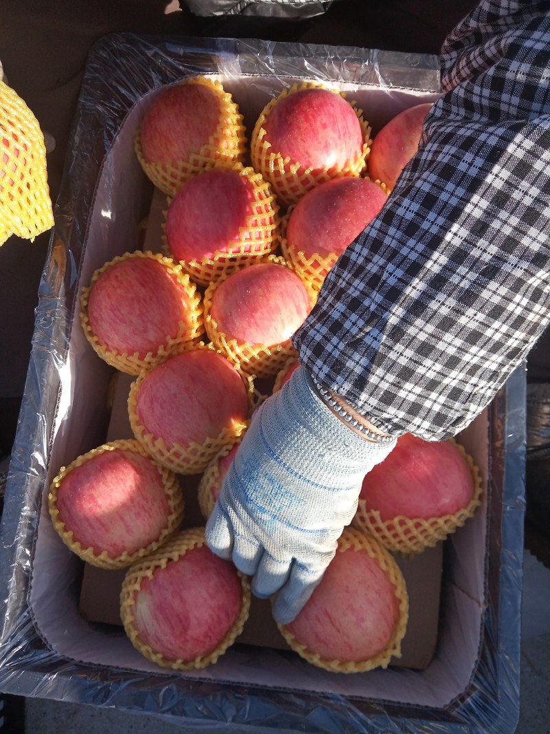 辽宁大连东北红富士苹果精品8090