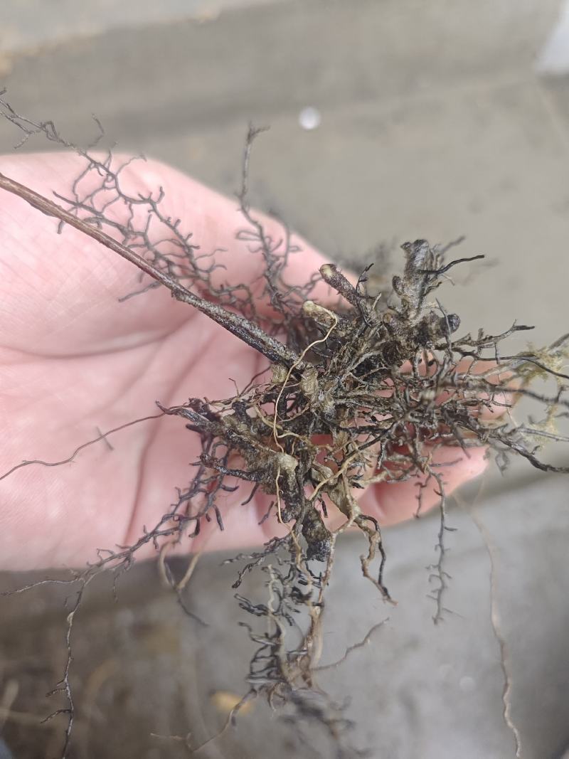 海金沙种苗两年根茎苗