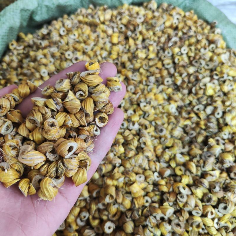 高山金石斛毛兰石斛金水草霍山石斛性价比高干度好