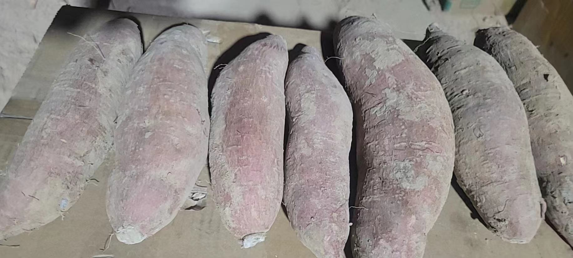 济薯26号块根特写图