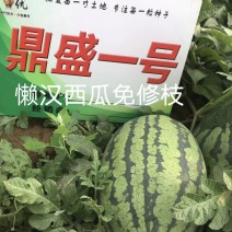 鼎盛一号懒汉西瓜种子抗病高产含糖量高易管理亩产15000