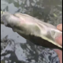 巴西龟，甲鱼，草龟，各种规格，价格优惠
