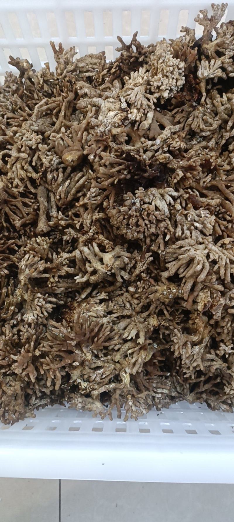 新鲜龙爪菌 老鼠爪