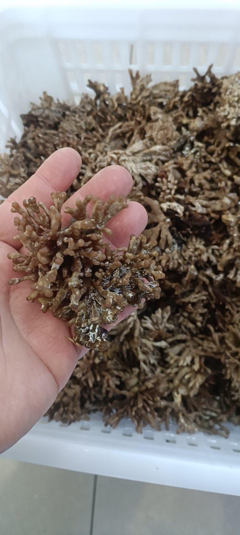 新鲜龙爪菌 老鼠爪