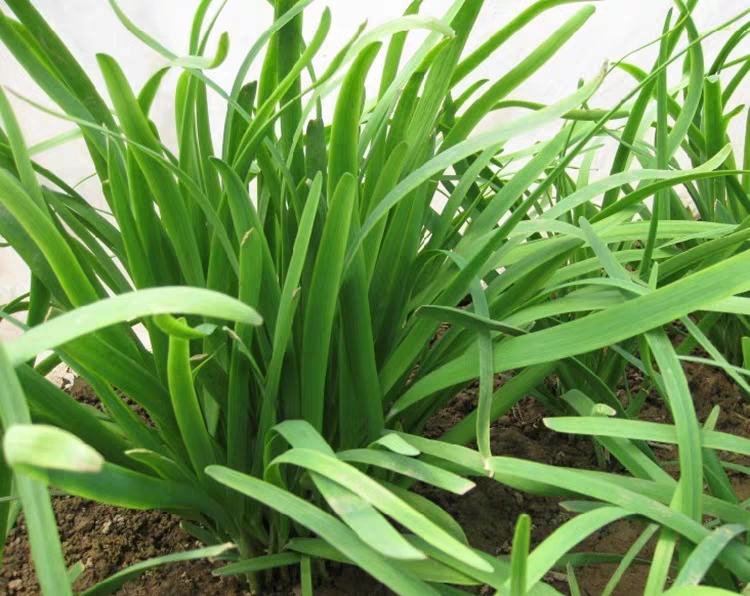韭菜植物特写