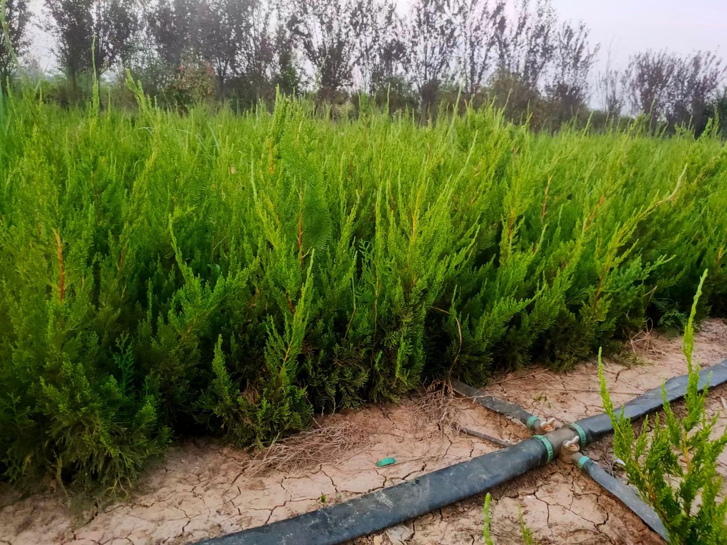 龙柏移栽后期养护场景