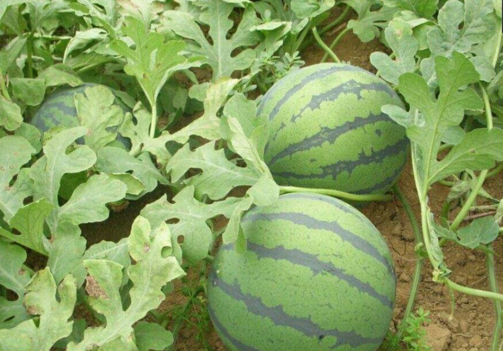 麒麟西瓜切面展示红色果肉和极少种子