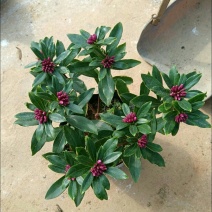 金边瑞香盆栽瑞香带花苞香味浓发货耐寒花卉捡漏价