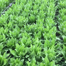 油麦菜，苤蓝，儿菜