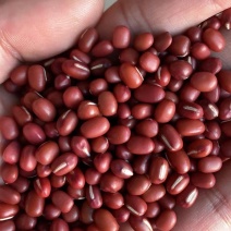 东北红小豆日本红大粒红